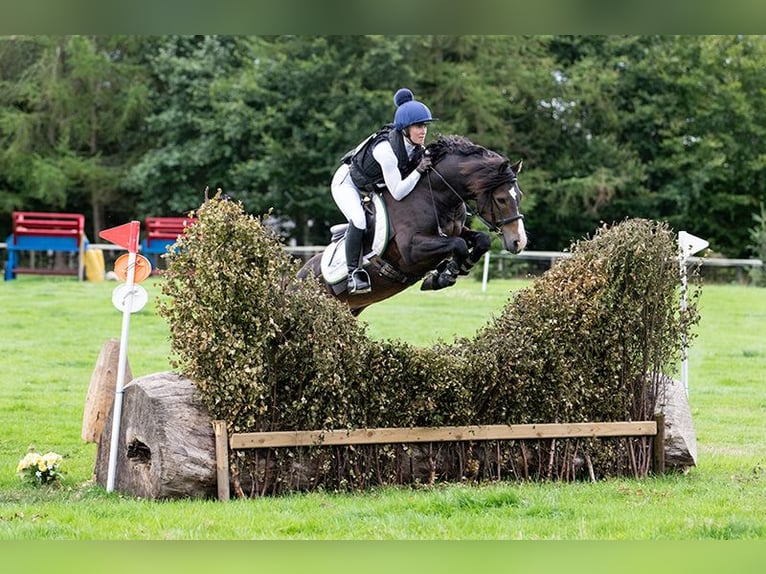 Connemara Hengst 5 Jahre 147 cm Brauner in Sligo