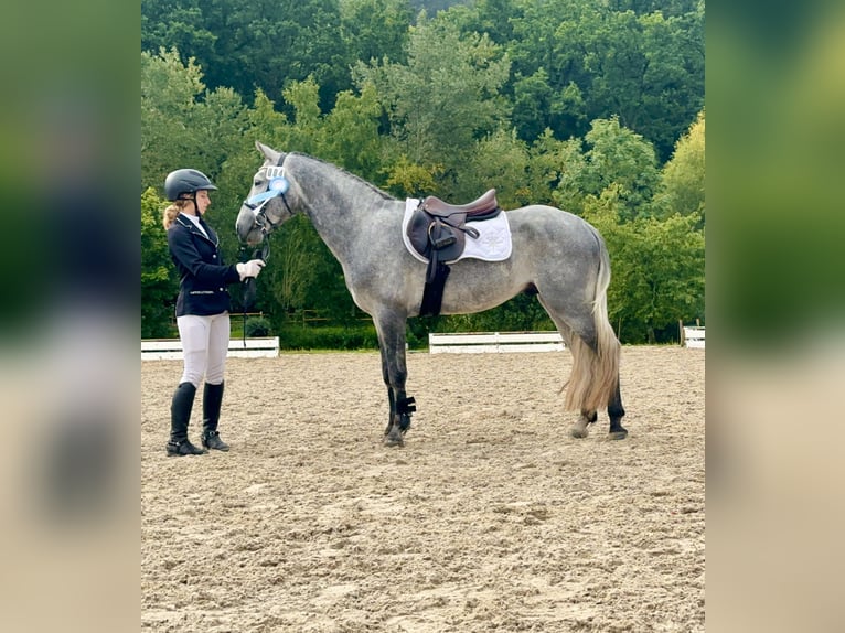 Connemara Hengst 5 Jahre 147 cm Rappschimmel in Lisberg