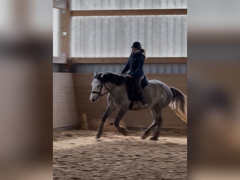 Connemara Mix Hengst 5 Jahre 153 cm Apfelschimmel in Steinen