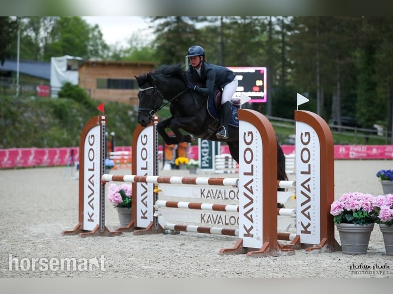Connemara Hengst 5 Jahre Rappe in Southwest