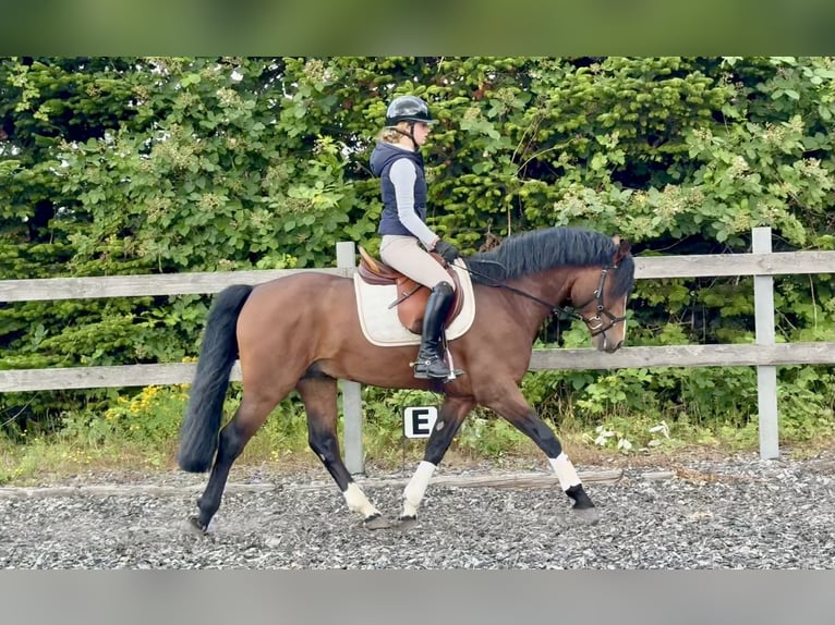 Connemara Hengst 6 Jaar 145 cm Bruin in Osdorf