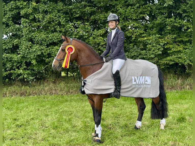 Connemara Hengst 6 Jaar 145 cm Bruin in Osdorf