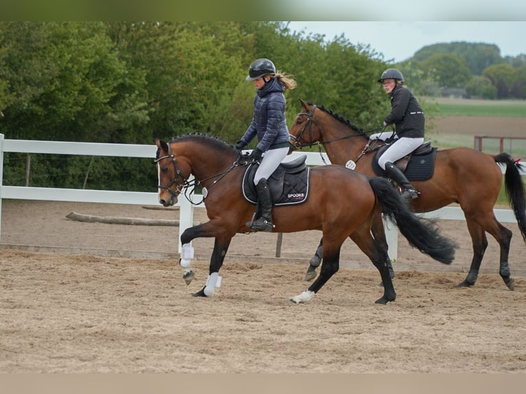 Connemara Hengst 6 Jaar 145 cm Bruin in Osdorf