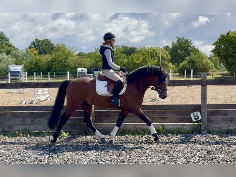 Connemara Hengst 6 Jaar 145 cm Bruin in Osdorf