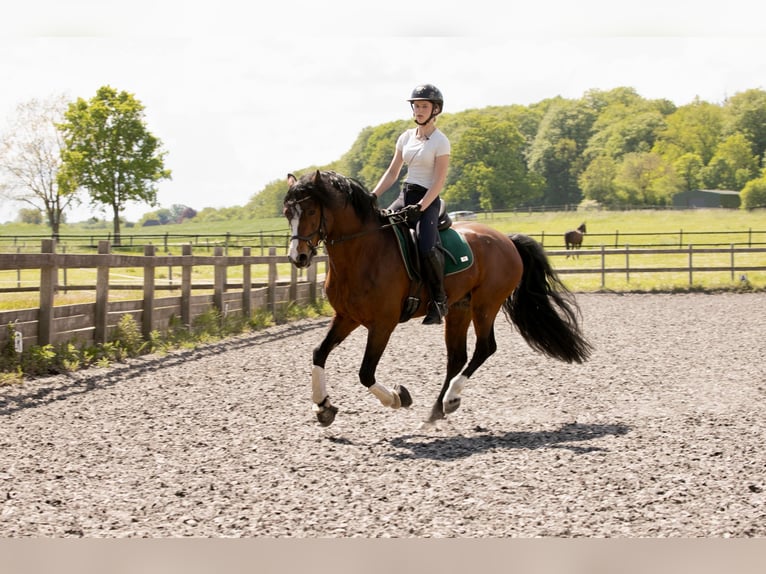 Connemara Hengst 6 Jahre 145 cm Brauner in Osdorf