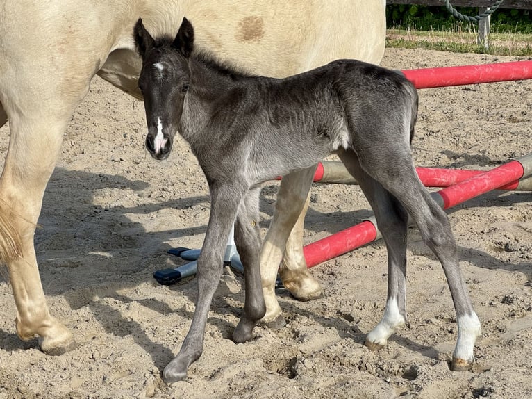 Connemara Hengst 6 Jahre 145 cm Brauner in Osdorf