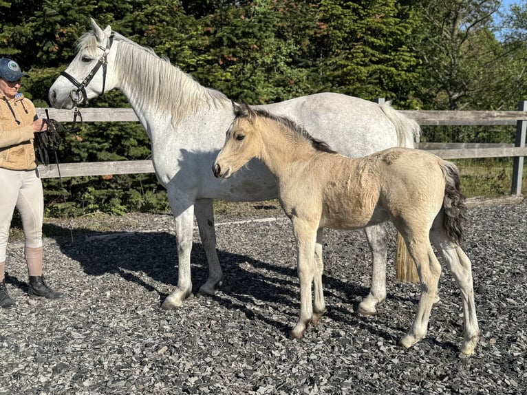 Connemara Hengst 6 Jahre 145 cm Brauner in Osdorf