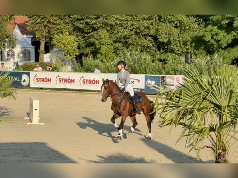 Connemara Hengst 6 Jahre 145 cm Brauner in Osdorf