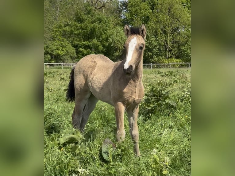 Connemara Hengst 6 Jahre 145 cm Brauner in Osdorf