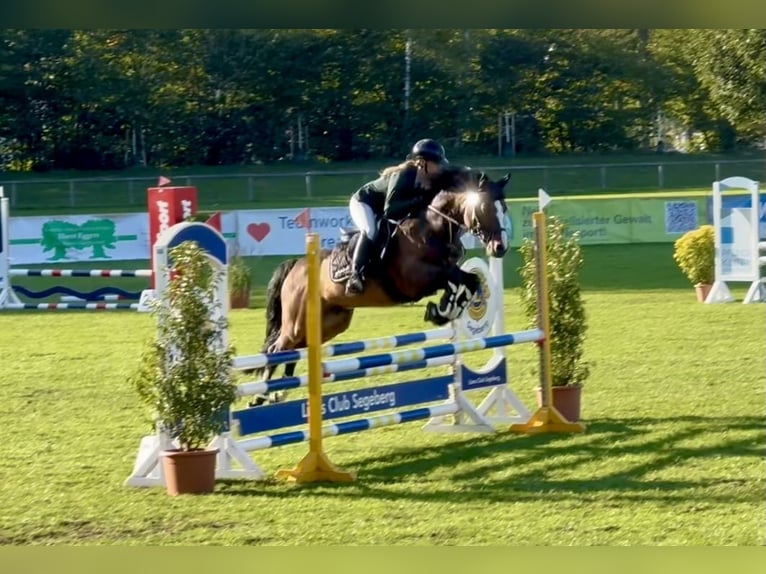 Connemara Hengst 6 Jahre 145 cm Brauner in Osdorf