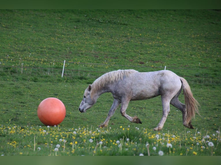 Connemara Hengst 9 Jahre 146 cm Apfelschimmel in FORGES LES EAUX
