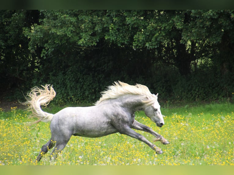 Connemara Hengst 9 Jahre 146 cm Apfelschimmel in FORGES LES EAUX