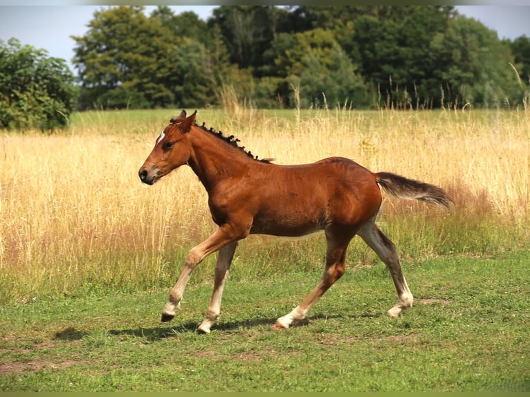Connemara Hengst Fohlen (05/2025) 145 cm Brauner in Dachsberg