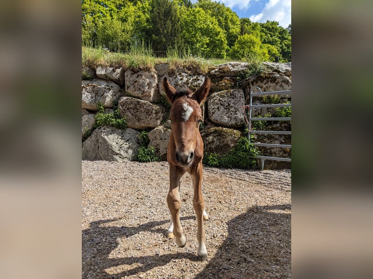 Connemara Hengst  145 cm Brauner in Dachsberg