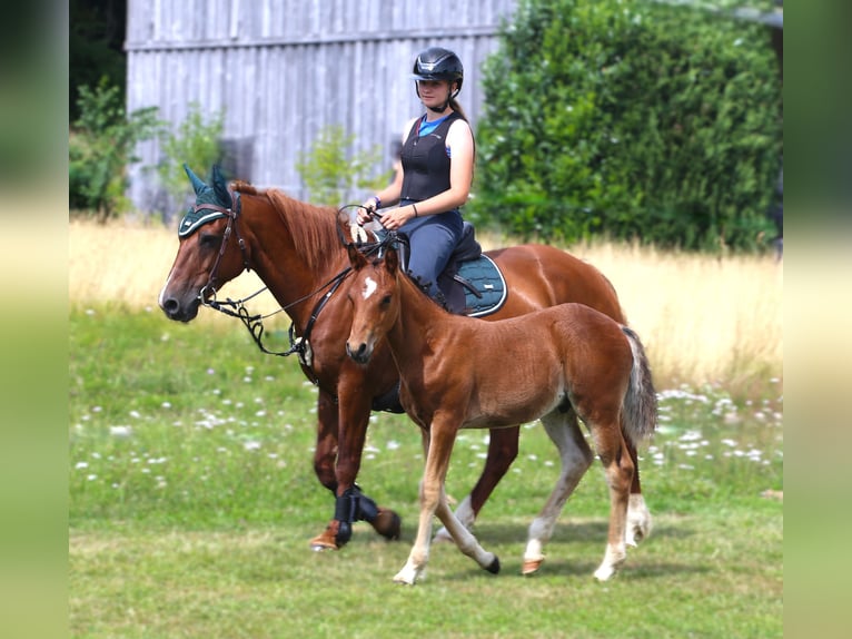 Connemara Hengst Fohlen (05/2025) 145 cm Brauner in Dachsberg