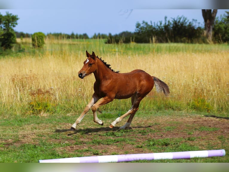 Connemara Hengst Fohlen (05/2025) 145 cm Brauner in Dachsberg