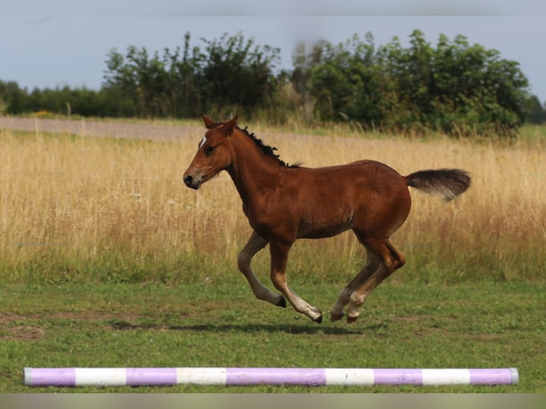 Connemara Hengst Fohlen (05/2025) 145 cm Brauner in Dachsberg