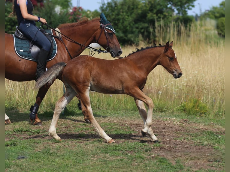 Connemara Hengst Fohlen (05/2025) 145 cm Brauner in Dachsberg