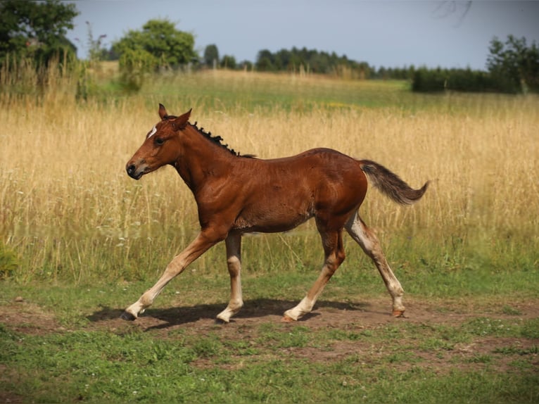 Connemara Hengst Fohlen (05/2025) 145 cm Brauner in Dachsberg