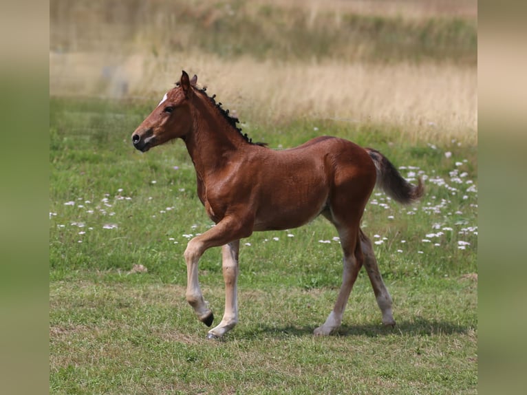 Connemara Hengst Fohlen (05/2025) 145 cm Brauner in Dachsberg