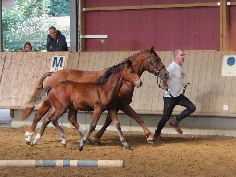 Connemara Hengst Fohlen (05/2025) 145 cm Brauner in Z&#xFC;rich