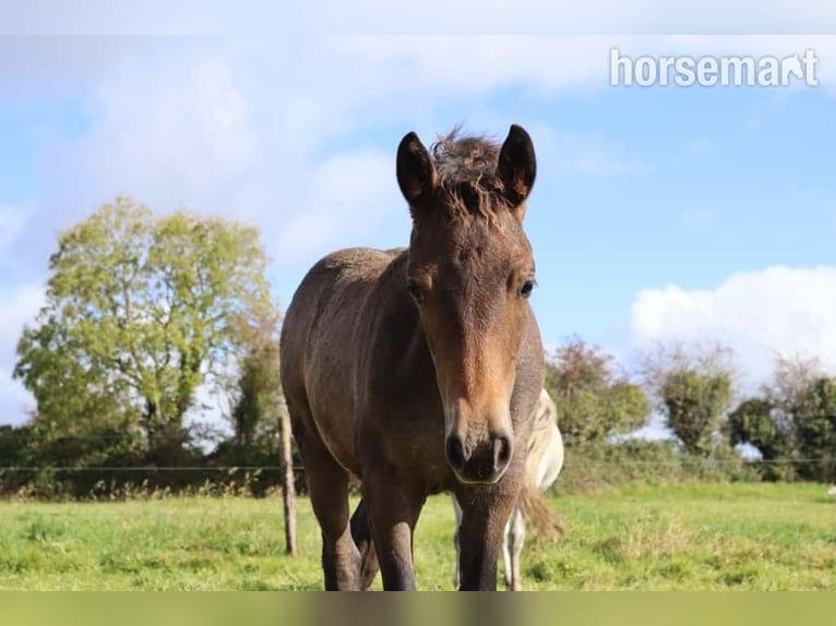 Connemara Hengst Fohlen (05/2025) 147 cm Rotbrauner in Annacotty