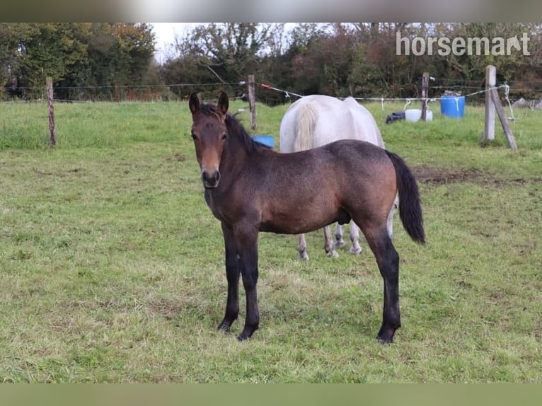 Connemara Hengst Fohlen (05/2025) 147 cm Rotbrauner in Annacotty
