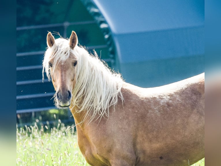 Connemara Hengst Fohlen (05/2026) 148 cm Palomino in Schondra