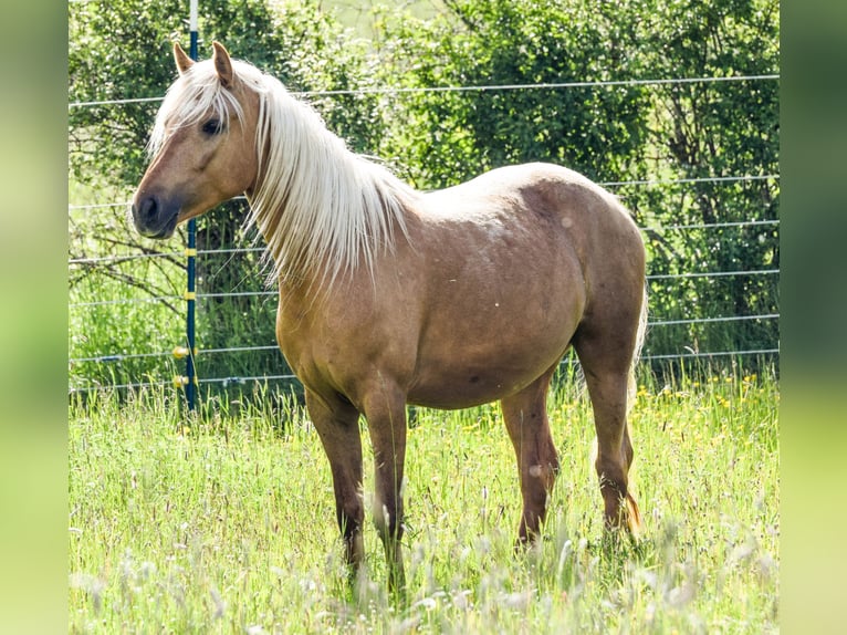 Connemara Hengst Fohlen (05/2026) 148 cm Palomino in Schondra