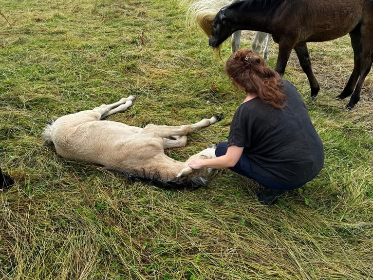 Connemara Hengst Fohlen (05/2024) 150 cm Buckskin in Heidenrod