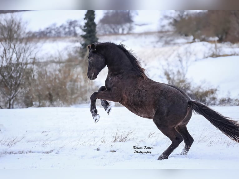 Connemara Hengst Fohlen (05/2026) 150 cm Roan-Bay in Schondra