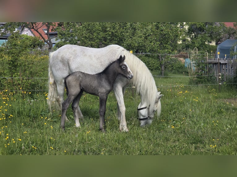 Connemara Hengst Fohlen (05/2025) 155 cm Schimmel in Ilmenau