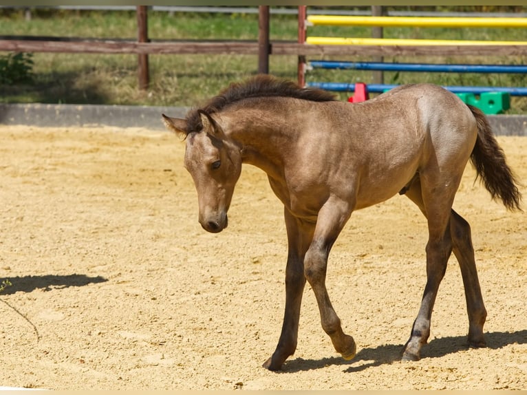 Connemara Hengst Fohlen (05/2025) Buckskin in Oer-Erkenschwick
