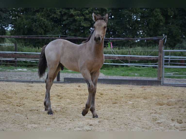 Connemara Hengst Fohlen (05/2025) Buckskin in Oer-Erkenschwick