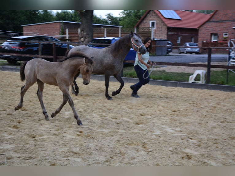 Connemara Hengst Fohlen (05/2025) Buckskin in Oer-Erkenschwick