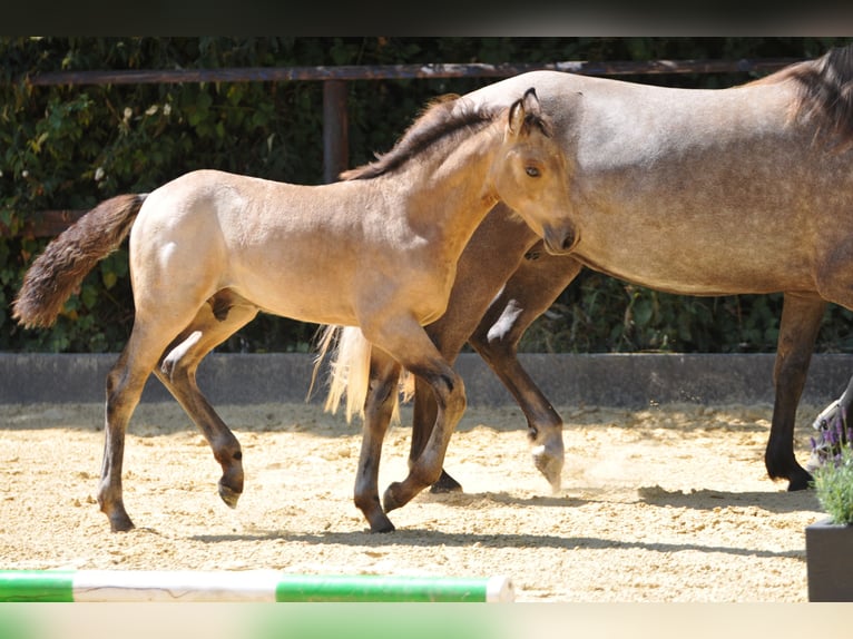 Connemara Hengst Fohlen (05/2025) Buckskin in Oer-Erkenschwick