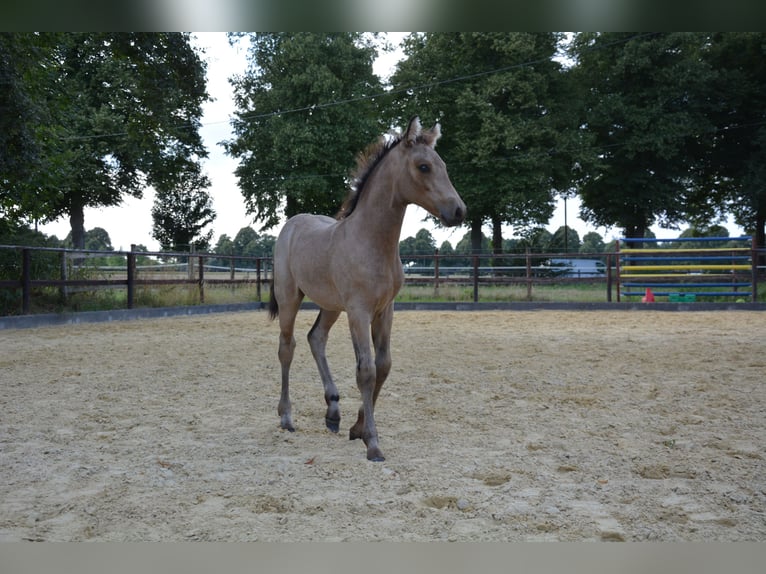 Connemara Hengst Fohlen (05/2025) Buckskin in Oer-Erkenschwick