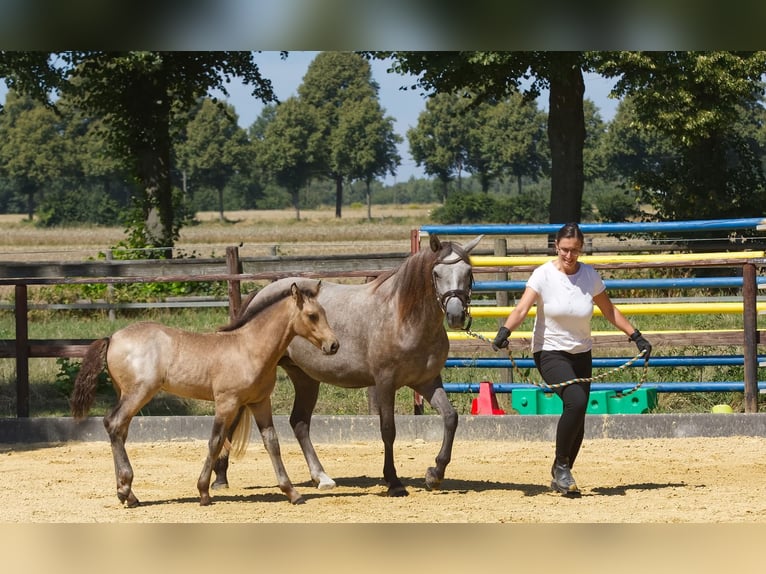 Connemara Hengst Fohlen (05/2025) Buckskin in Oer-Erkenschwick