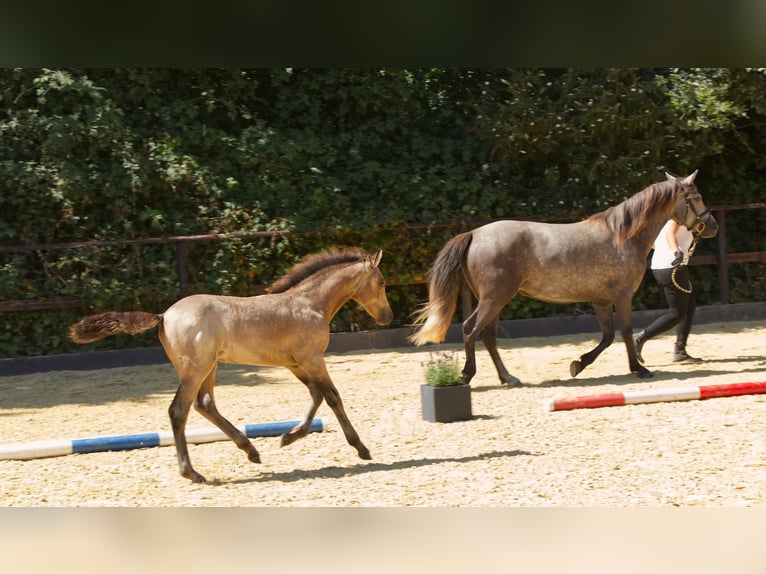Connemara Hengst Fohlen (05/2025) Buckskin in Oer-Erkenschwick