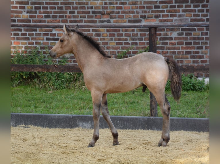 Connemara Hengst Fohlen (05/2025) Buckskin in Oer-Erkenschwick