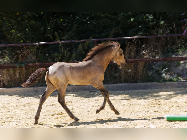 Connemara Hengst Fohlen (05/2025) Buckskin in Oer-Erkenschwick
