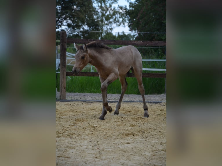 Connemara Hengst Fohlen (05/2025) Buckskin in Oer-Erkenschwick