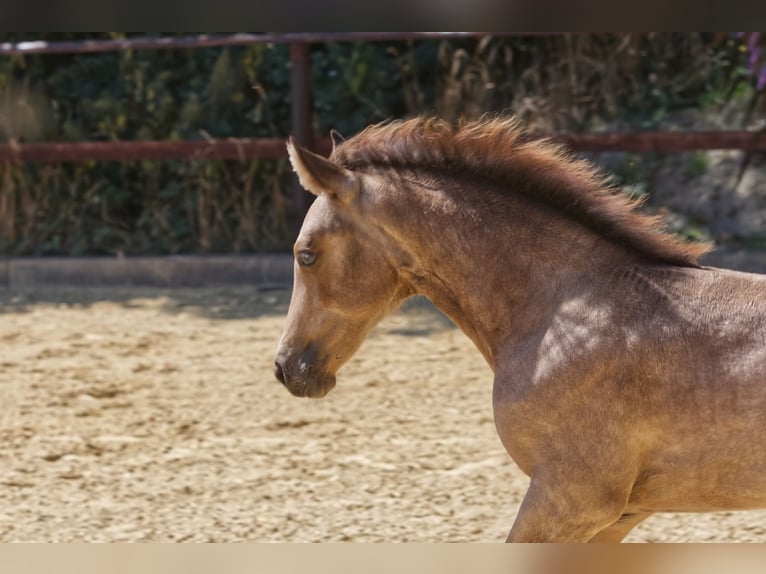 Connemara Hengst Fohlen (05/2025) Buckskin in Oer-Erkenschwick
