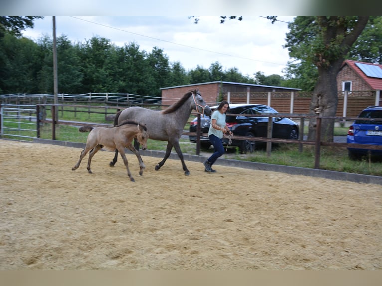 Connemara Hengst Fohlen (05/2025) Buckskin in Oer-Erkenschwick