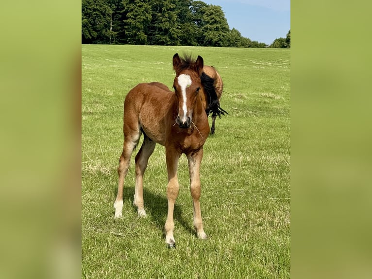 Connemara Hengst Fohlen (05/2025) Hellbrauner in Osdorf