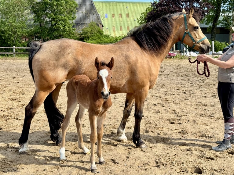 Connemara Hengst Fohlen (05/2025) Hellbrauner in Osdorf