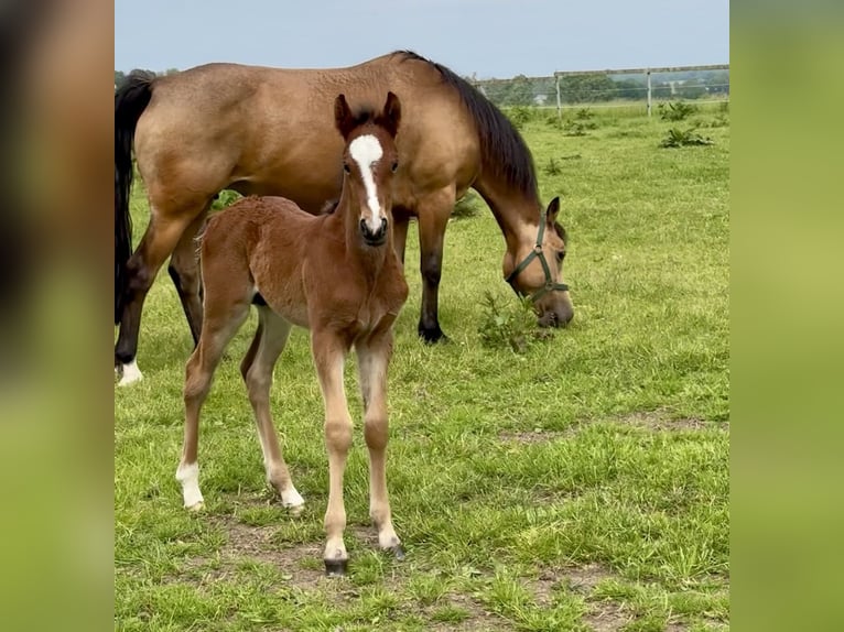 Connemara Hengst Fohlen (05/2025) Hellbrauner in Osdorf