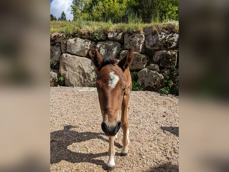 Connemara Hengst  145 cm Bruin in Dachsberg