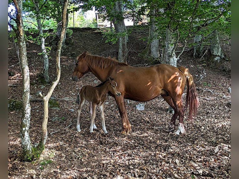 Connemara Hengst  145 cm Bruin in Dachsberg
