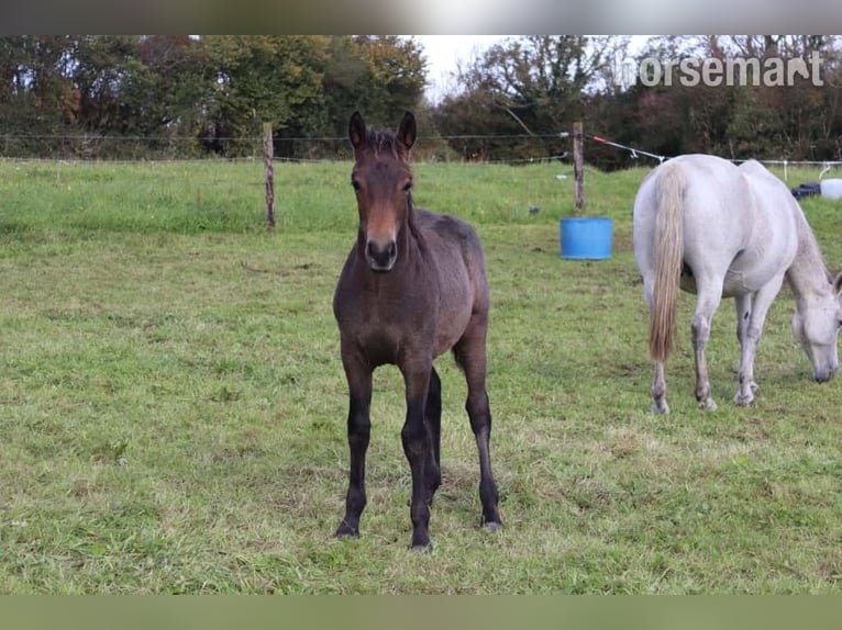 Connemara Hengst Veulen (05/2025) 147 cm Roodbruin in Annacotty